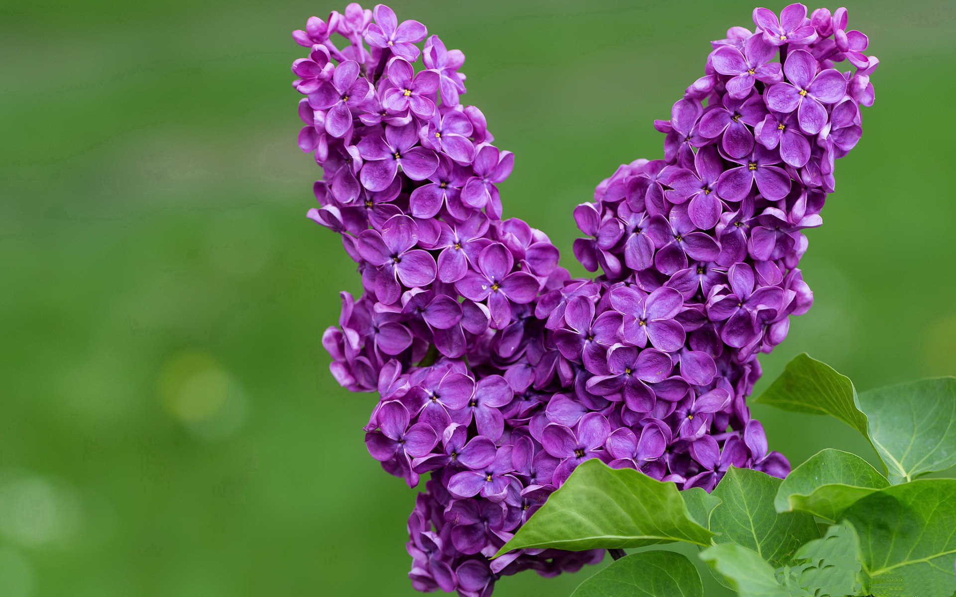 2026世界杯焦点战，活塞横扫广厦队，篮球全球化下的新里程碑