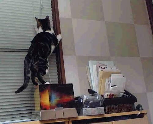 西决生死战之夜,迪亚斯主宰比赛走向